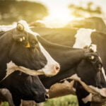 Mon Beef prices MNT 6.6 billion IPO