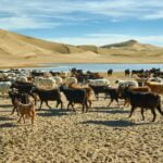 Heads of livestock reach a record 71.1 million in 2022